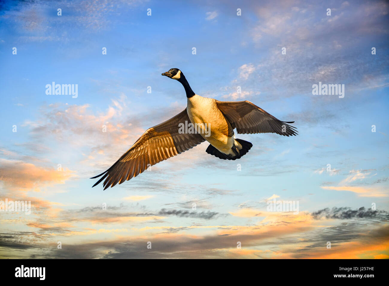 Canadian Goose flying high during a stunning sunset in Maryland over the Chesapeake Bay Stock Photo