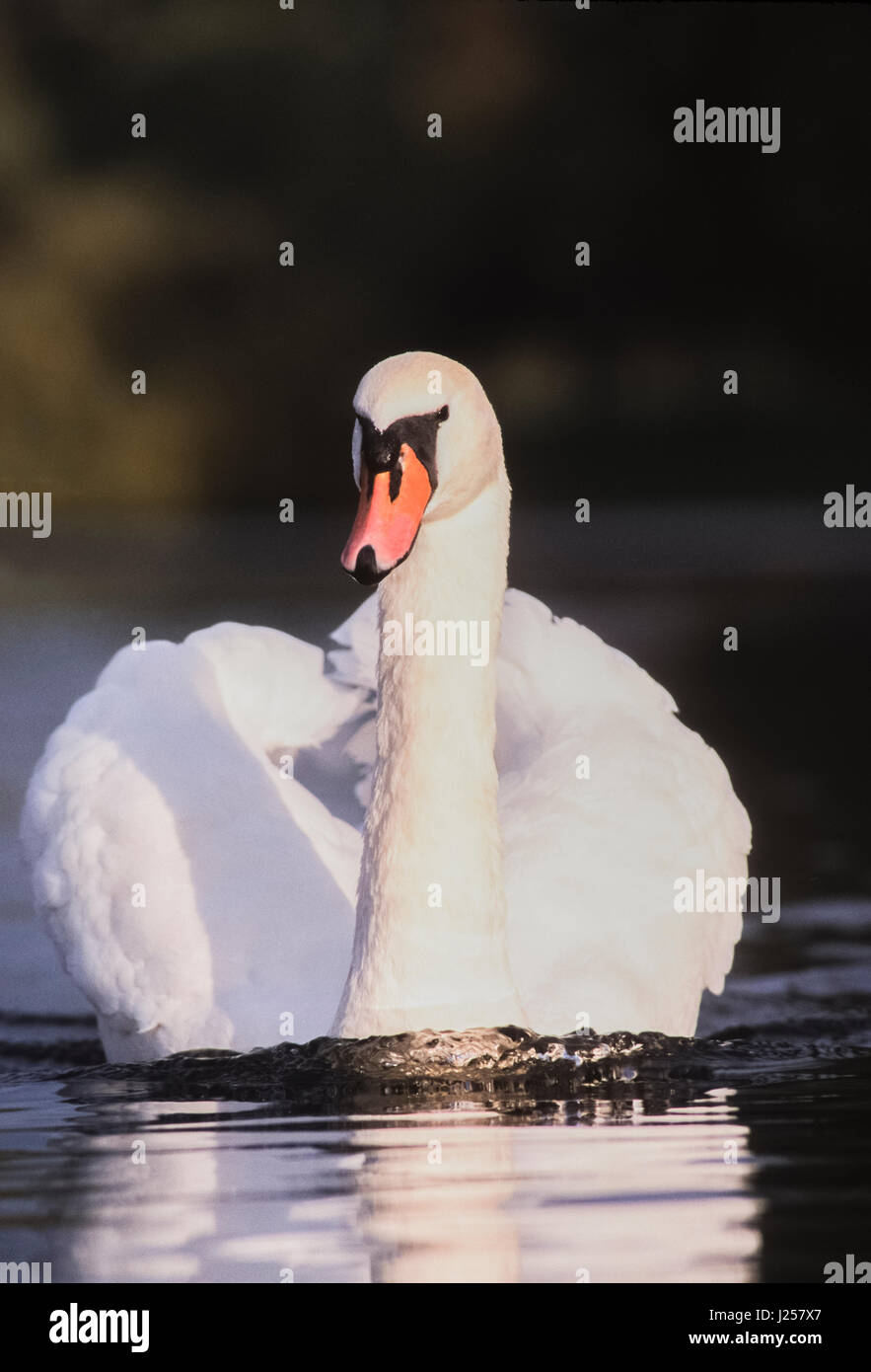male Mute swan, (Cygnus olor), displaying plumage during courtship phase, Regents Park, London, United kingdom Stock Photo