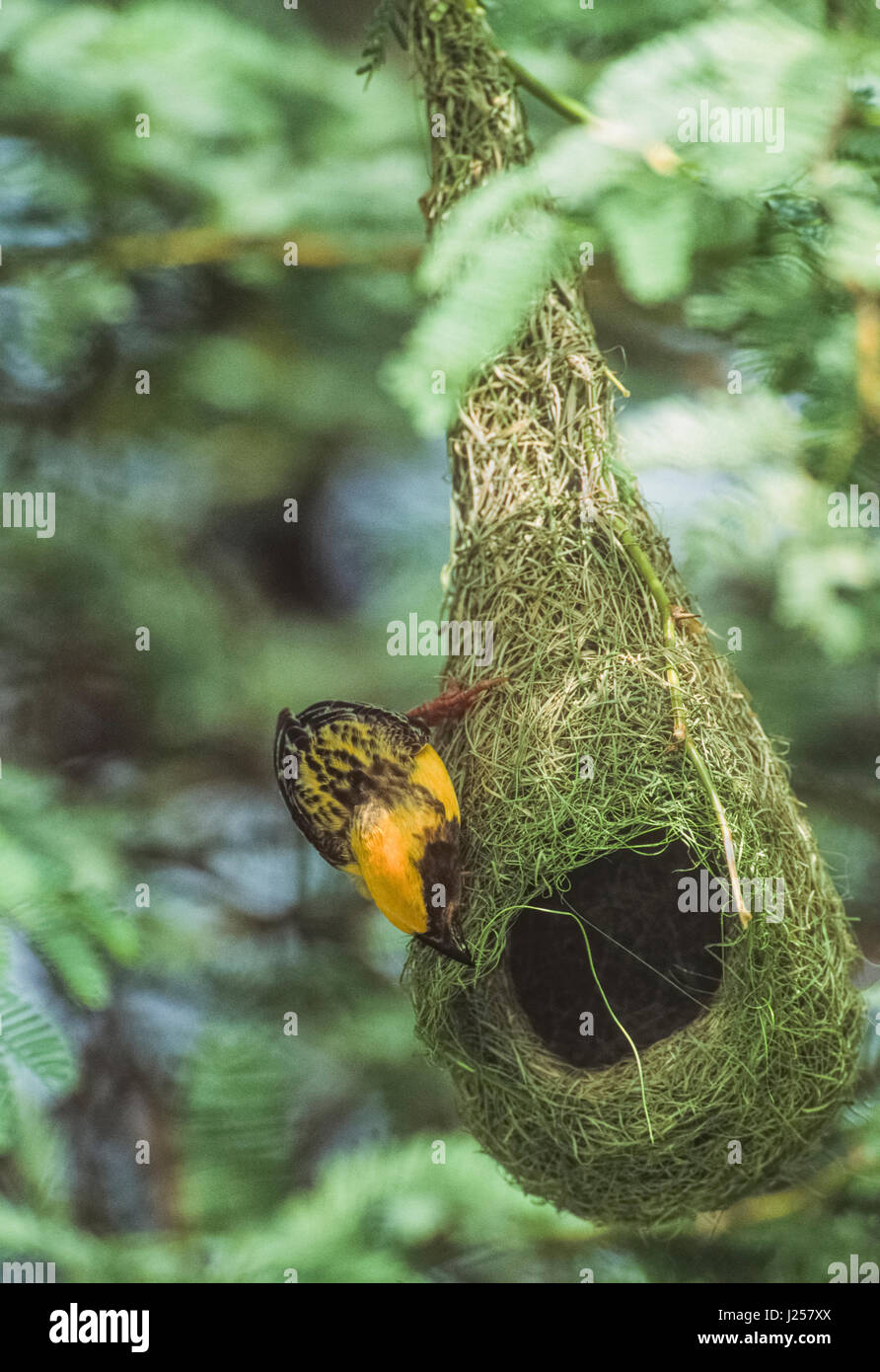 male Baya Weaver bird, (Ploceus philippinus), building pendulum nest, Keoladeo Ghana National Park, Bharatpur, Rajasthan, India Stock Photo
