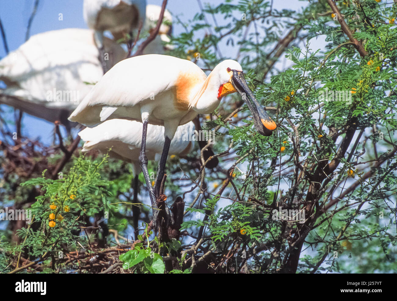 Eurasian Spoonbill or Common Spoonbill (Platalea leucorodia), breeding plumage collecting twigs for nest material, Keoladeo Ghana National Park, India Stock Photo