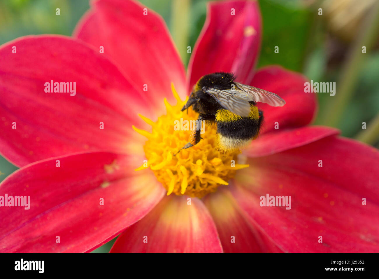 bee sitting on beautiful red flower. back view. macro shot Stock Photo ...