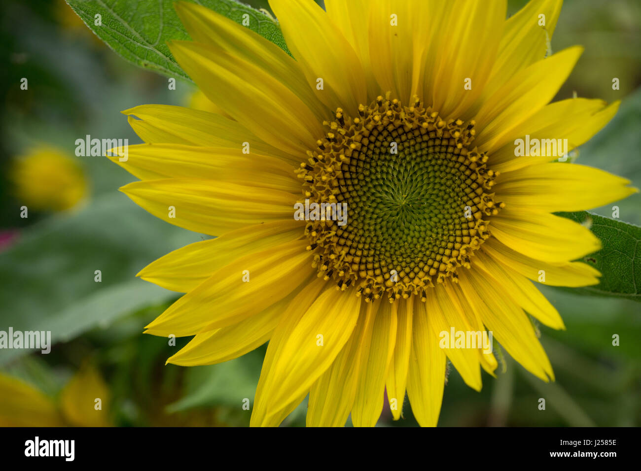 beautiful sunflower at the field. close up shot Stock Photo - Alamy