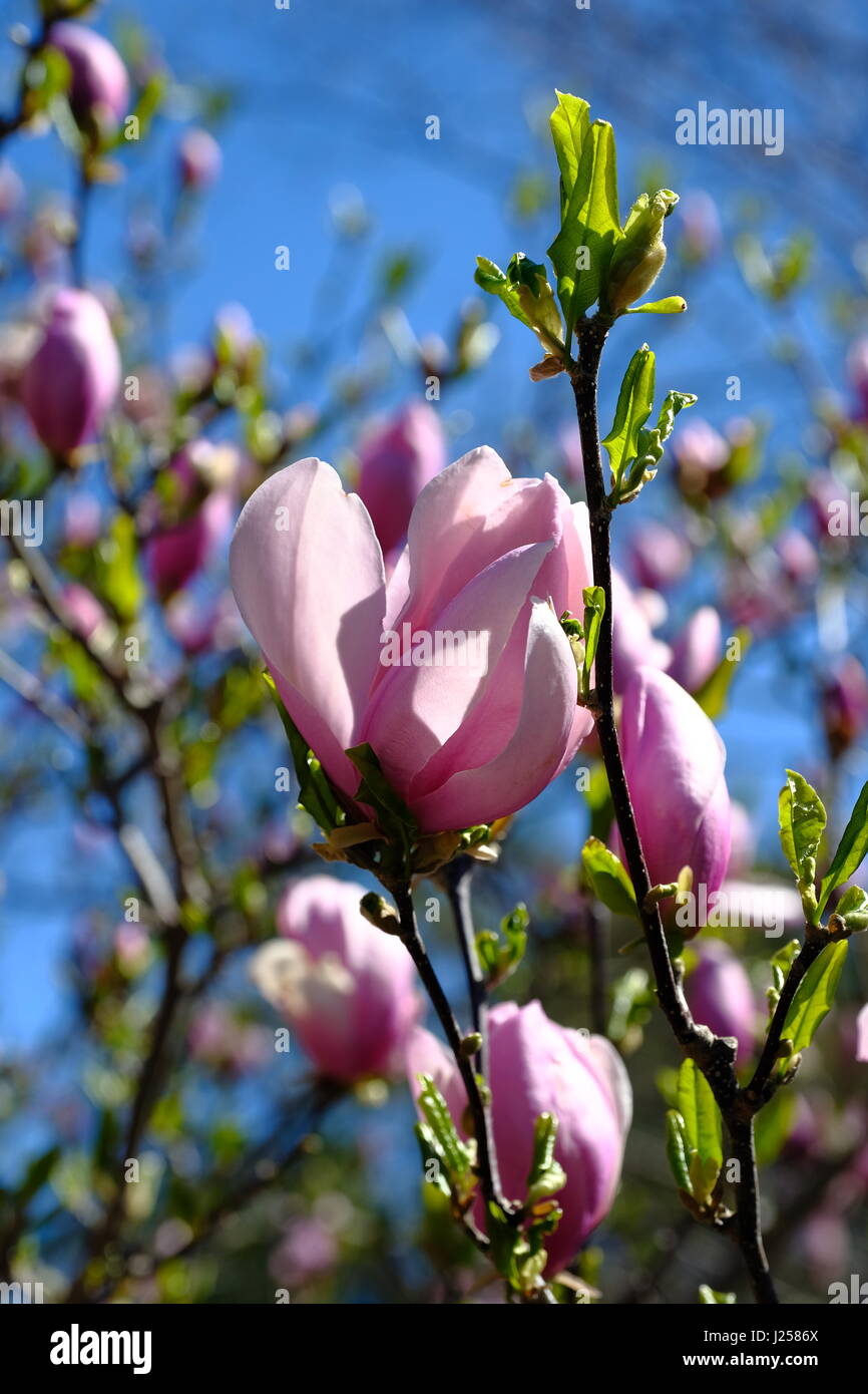 Spring magnolia tree hi-res stock photography and images - Alamy