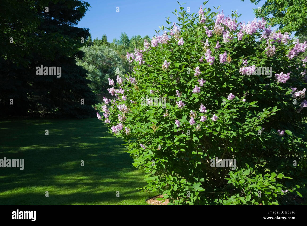 Syringa Lilac Shrub Evergreen And Deciduous Trees On A Grass Lawn In A Landscaped Residential Backyard Garden In Spring Stock Photo Alamy