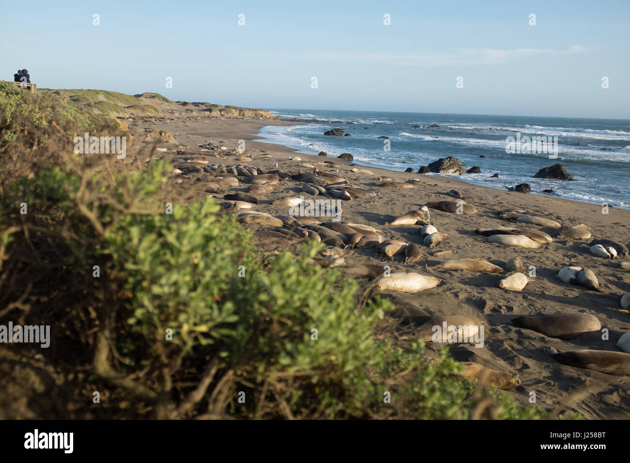 Elephant seals at Piedras Blancas, Big Sur, California Stock Photo