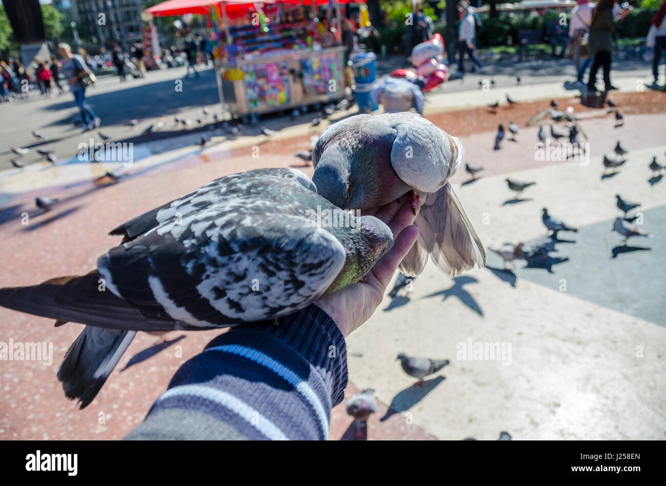 Pigeons eating bird seed from the hand in Plaça de Catalunya in the centre of Barcelona. Stock Photo
