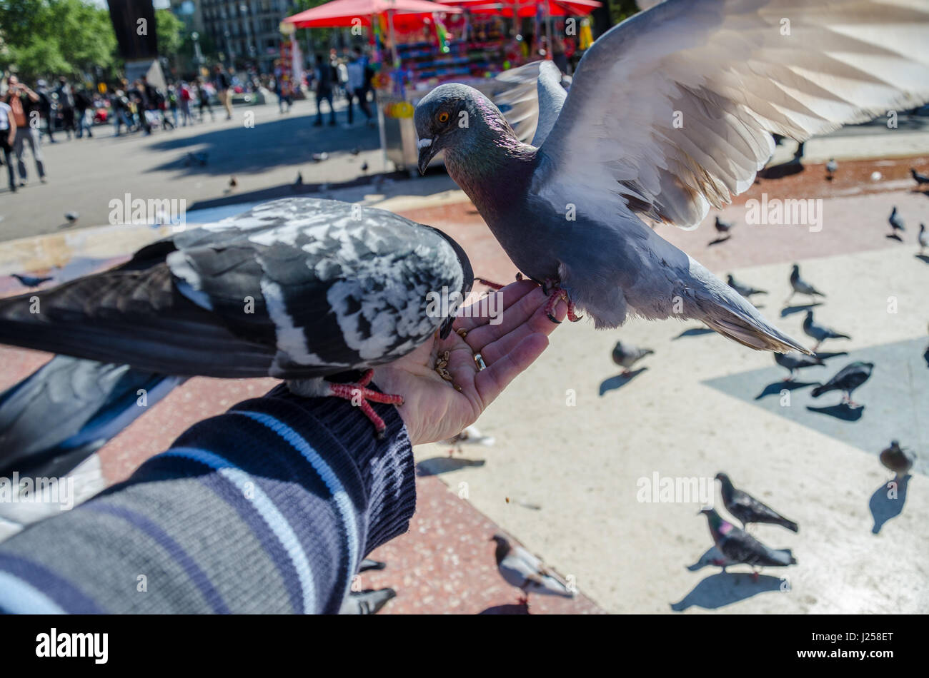 Pigeons eating bird seed from the hand in Plaça de Catalunya in the centre of Barcelona. Stock Photo