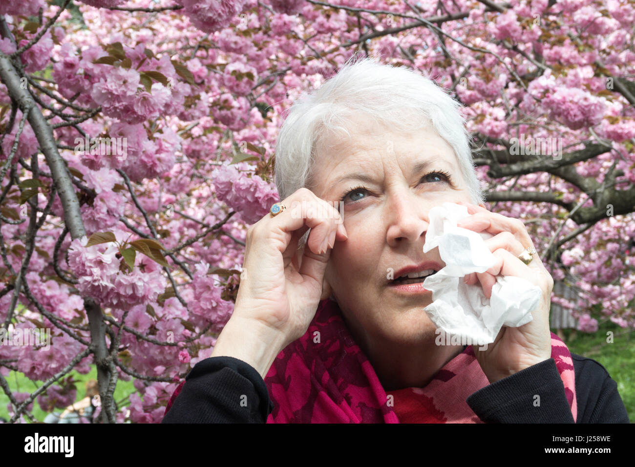 Senior Woman with Springtime Allergies Stock Photo