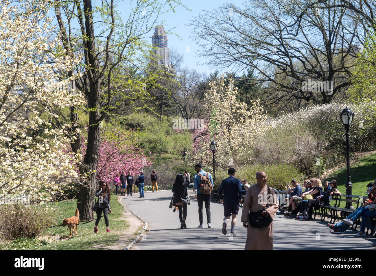 People Enjoying a walk in Central Park during Springtime, NYC, USA