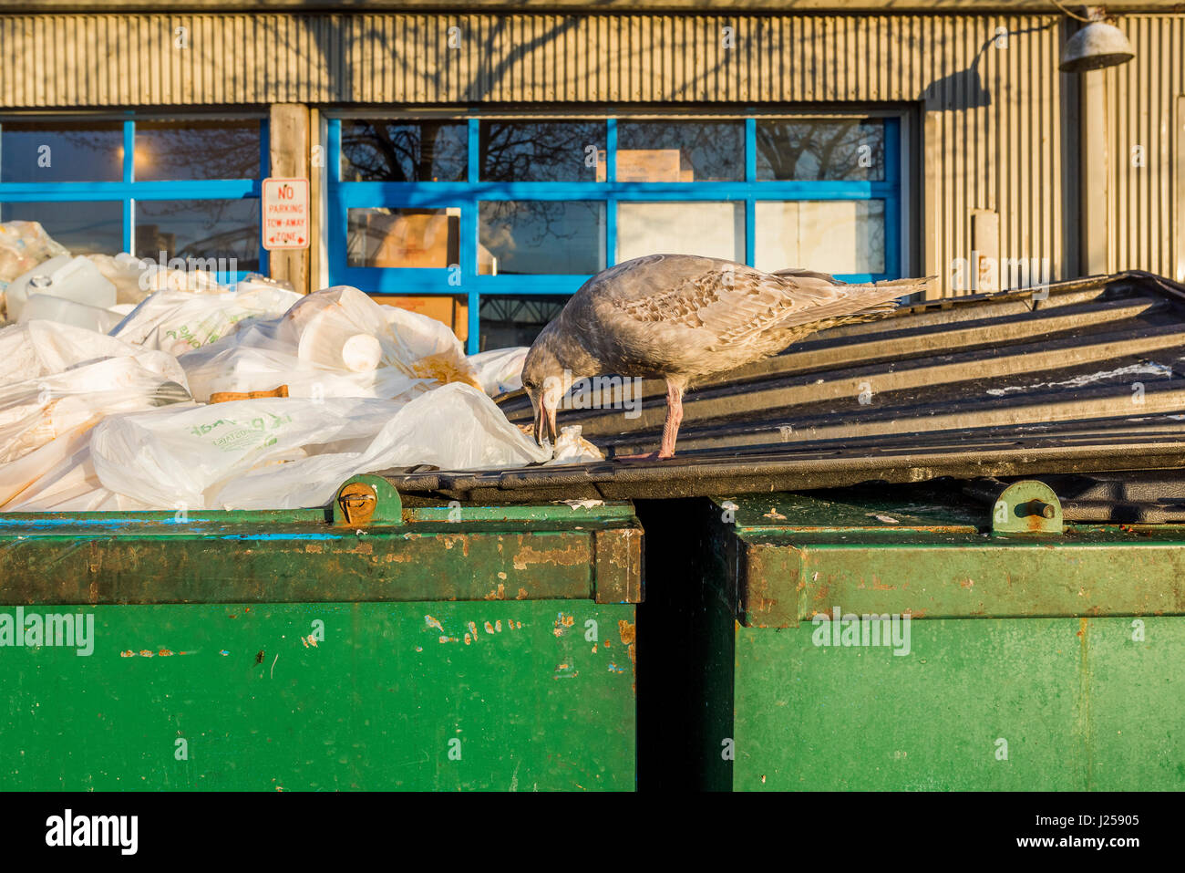 Gull scavenging in garbage dumpster. Stock Photo