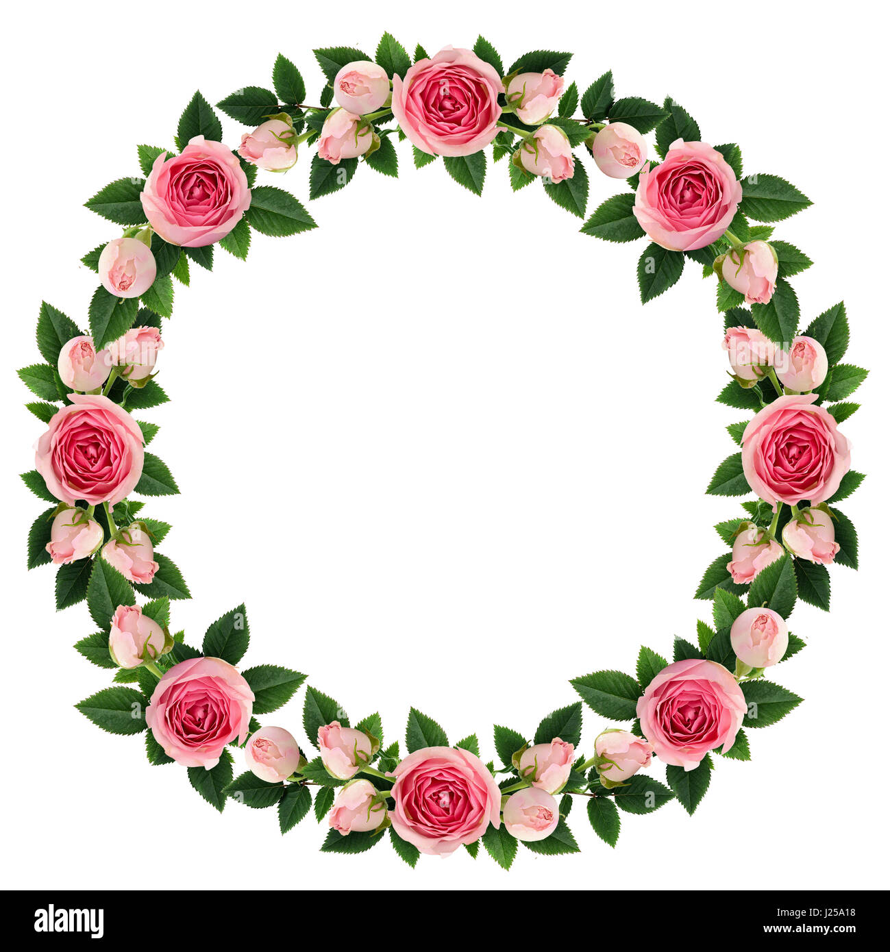 Pink rose flowers round frame isolated on white. Flat lay. Top view. Stock Photo