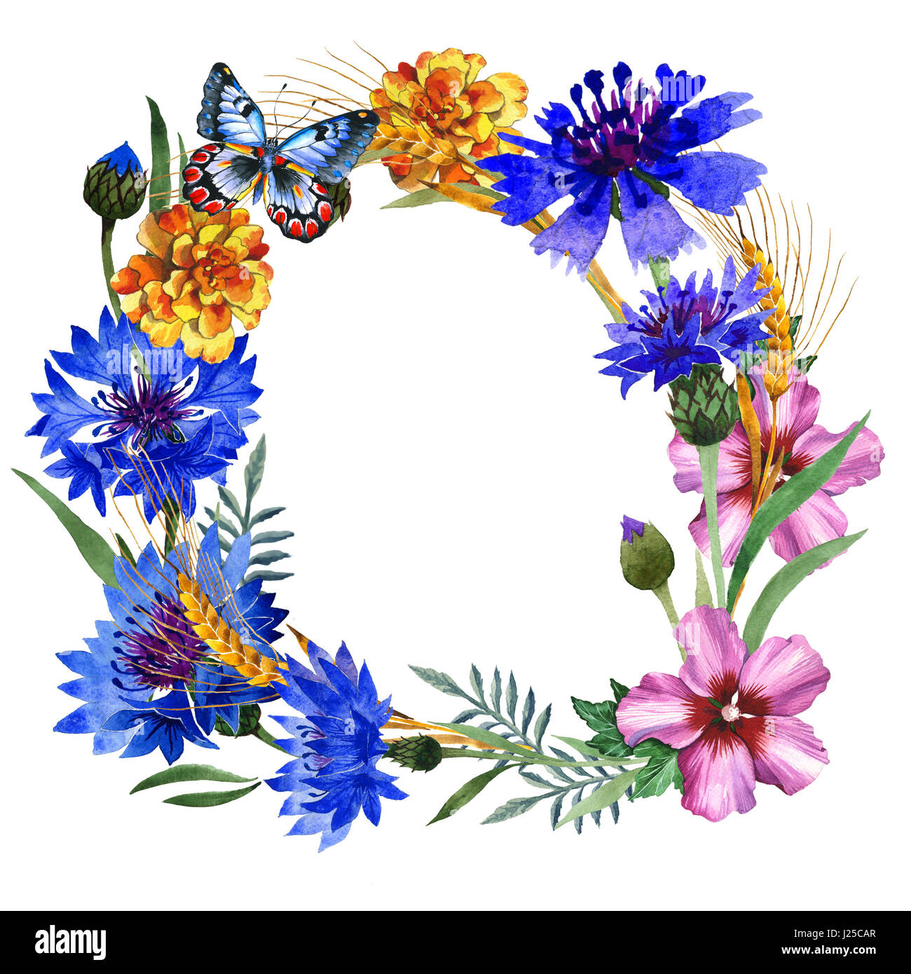 Wildflower carnation flower frame in a watercolor style isolated. Full