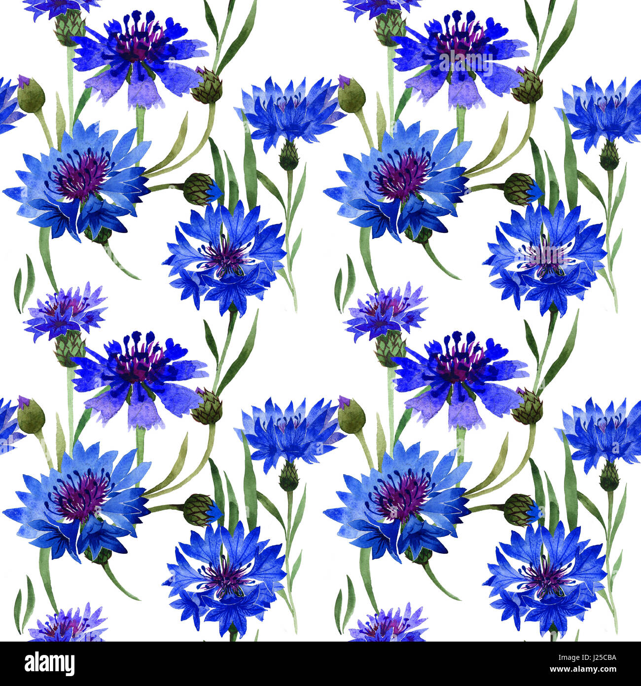 Wildflower carnation flower pattern in a watercolor style isolated