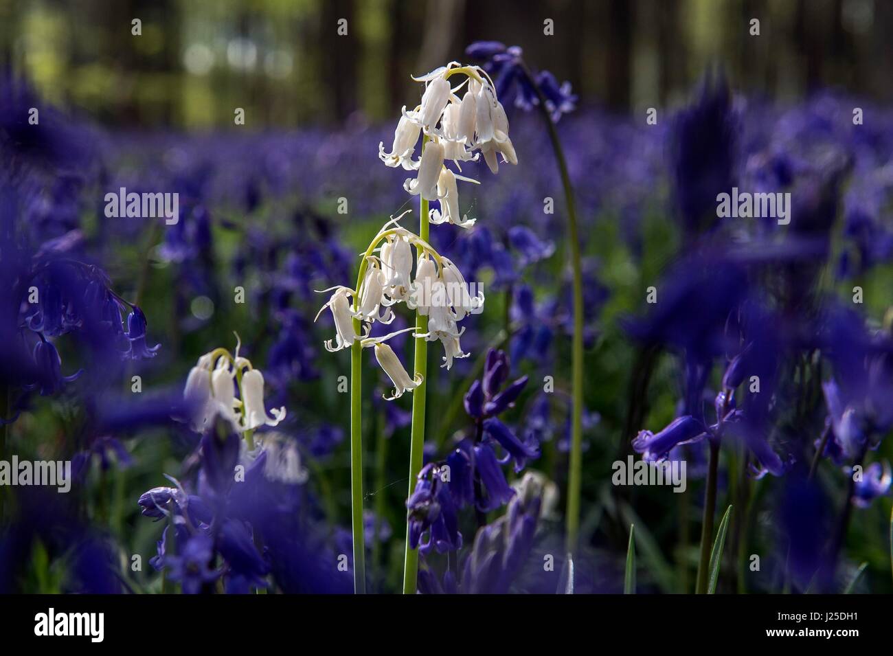 Blue and white bluebells in Micheldever Wood in Hampshire, as the blast of Arctic weather that has brought snow to northern Scotland continues to move south. Stock Photo