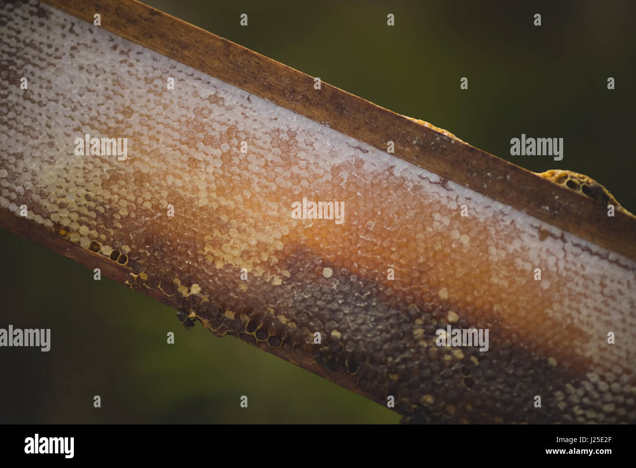 Close up honey bees hive hi-res stock photography and images - Alamy