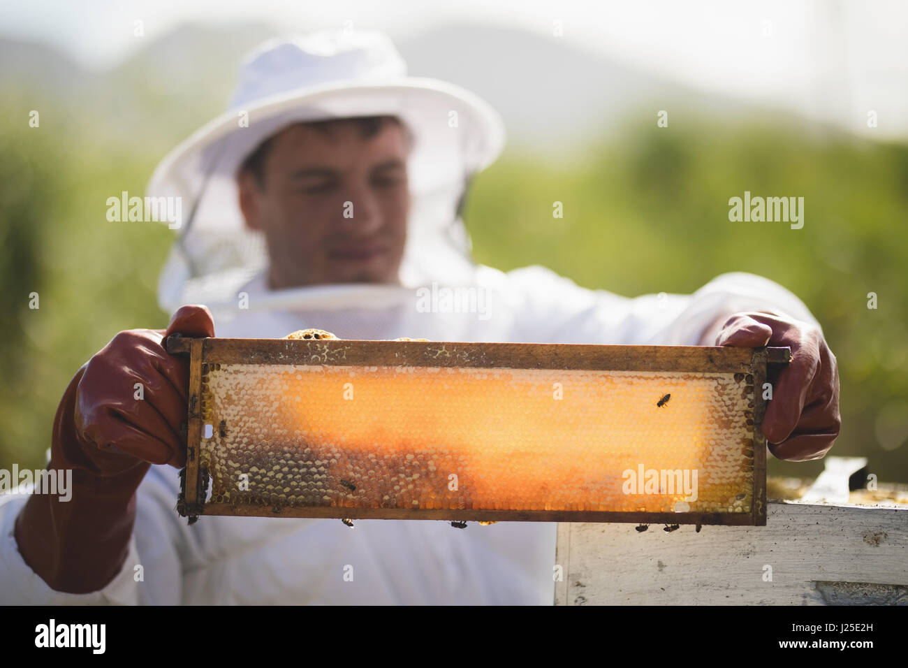 Male apiarist examining hive frame at apiary Stock Photo