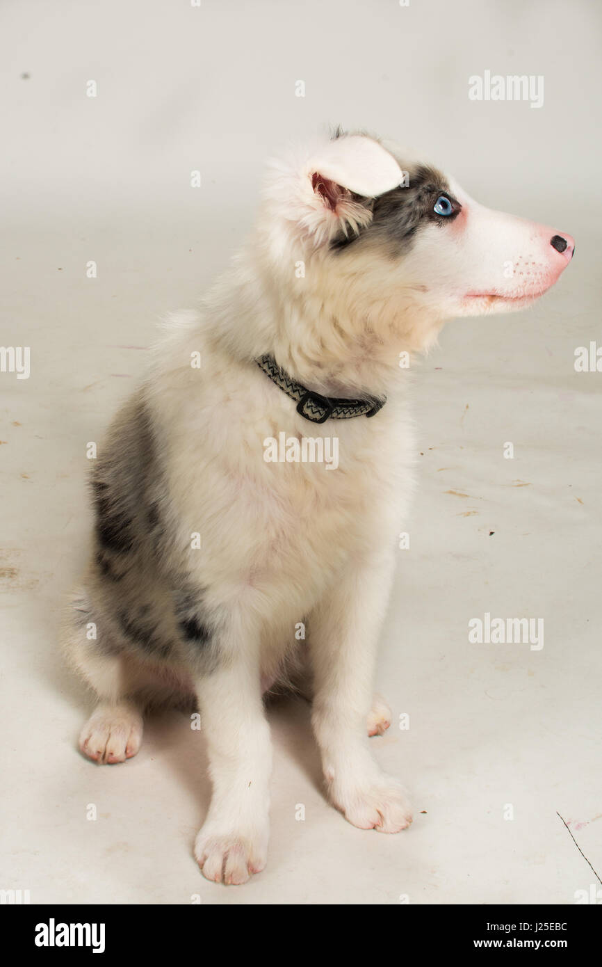 a beautiful border collie blue merle dog and puppy Stock Photo