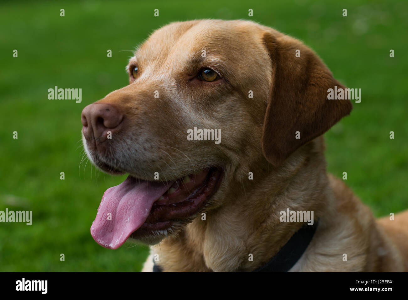 Male Blonde Labrador playing in the garden with its tounge out Stock Photo