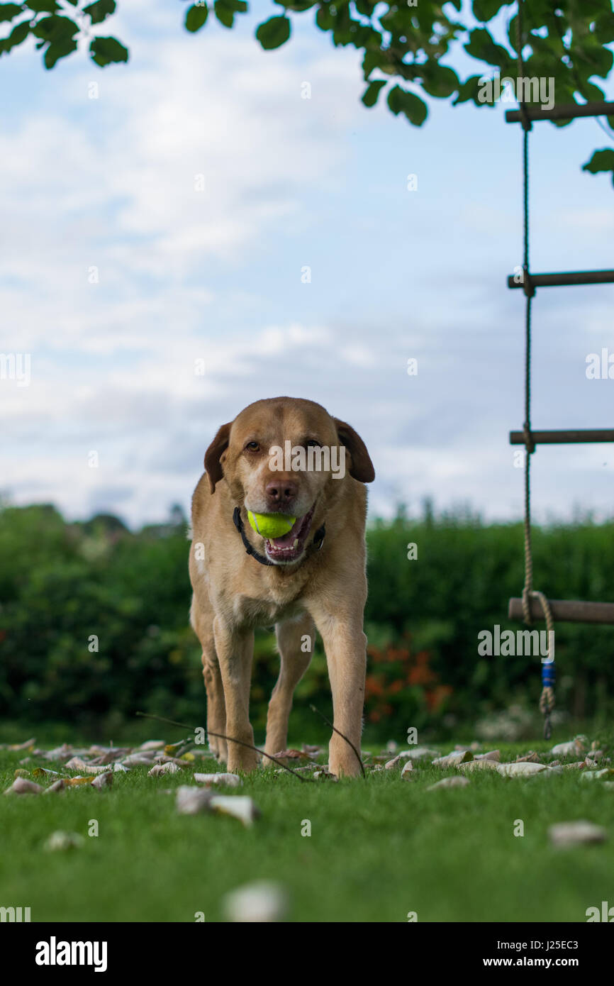 Male Blonde Labrador playing in the garden with its tounge out Stock Photo