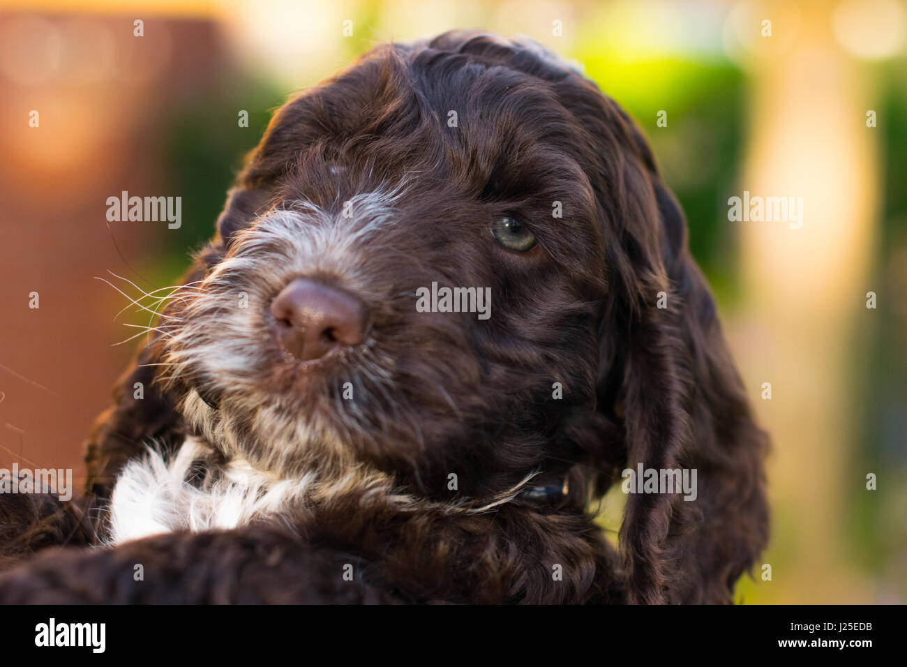 cockapoo dog puppy hound Stock Photo - Alamy