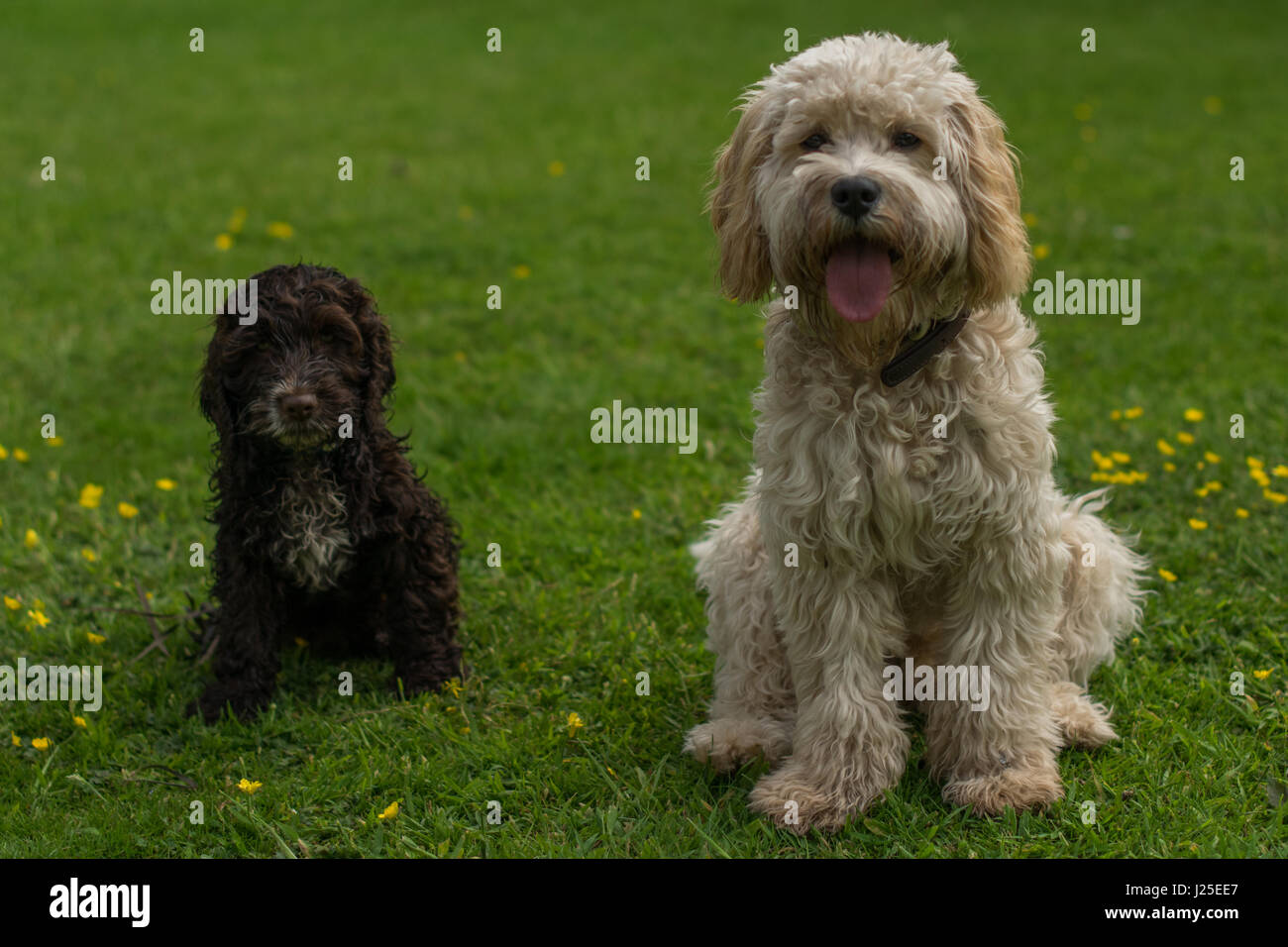 Two Doggy Pals Stock Photo