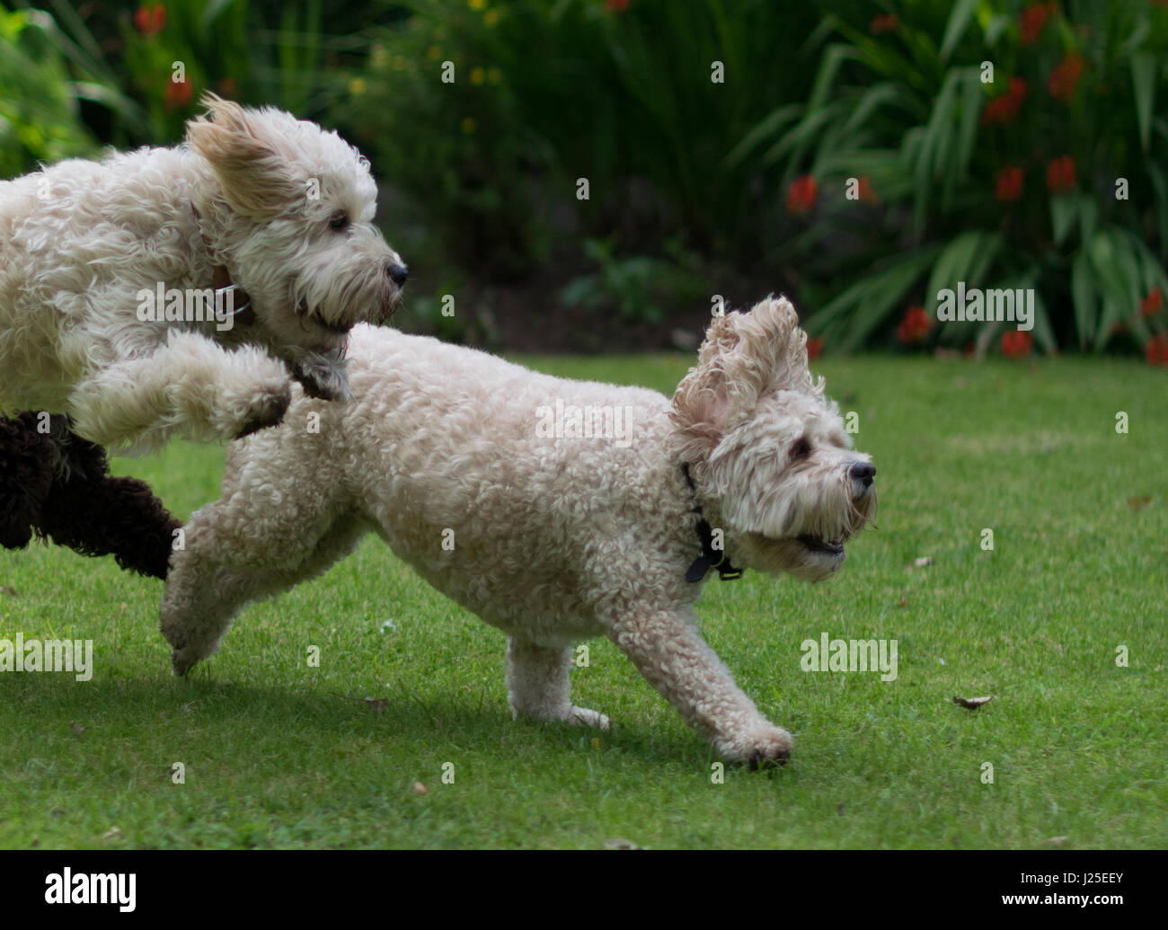 big-dog-fluffy-tail-hi-res-stock-photography-and-images-alamy