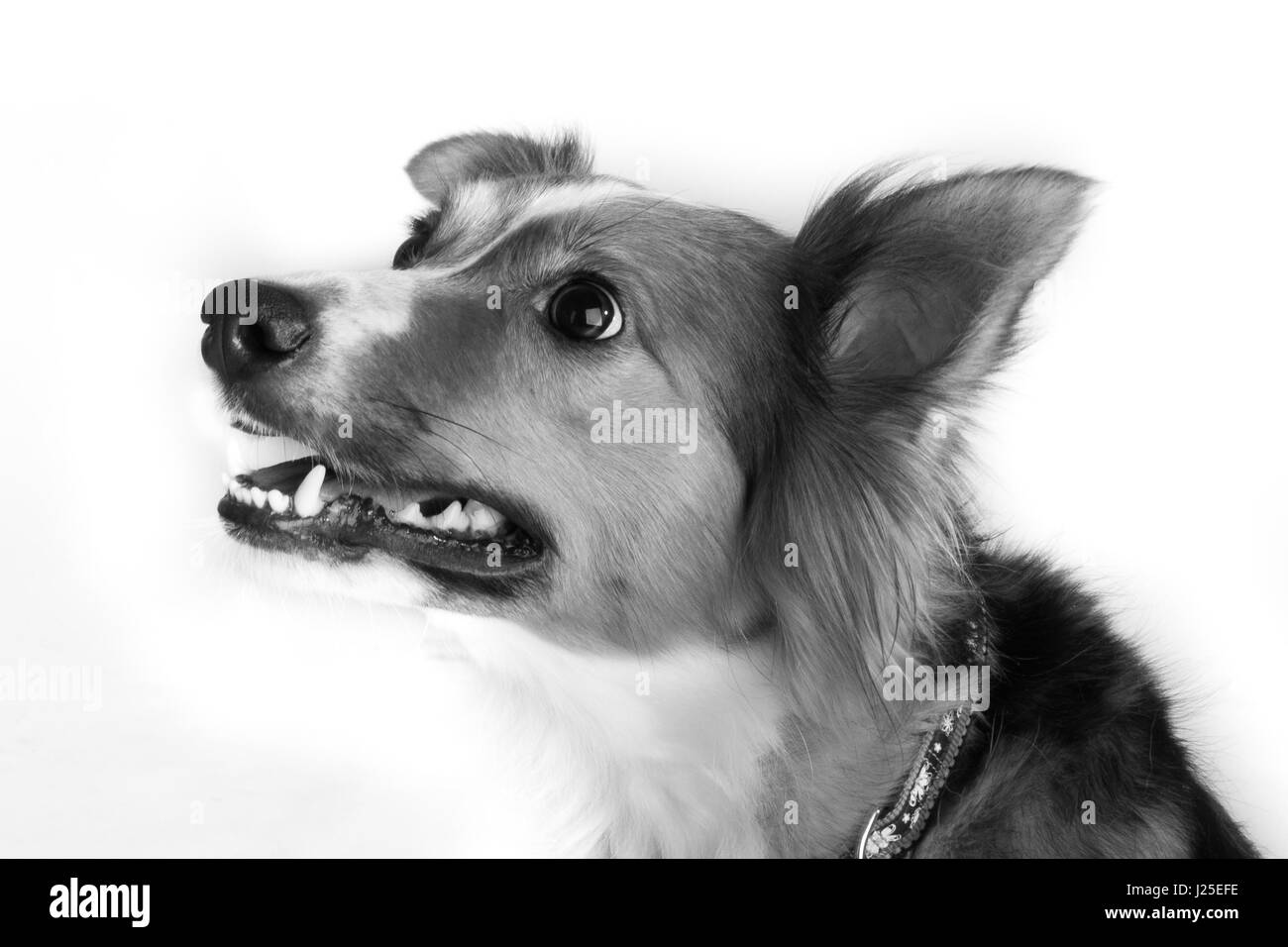 A cute border collie dog in the studio Stock Photo
