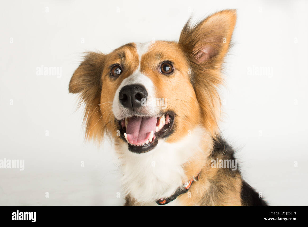 A cute border collie dog in the studio Stock Photo