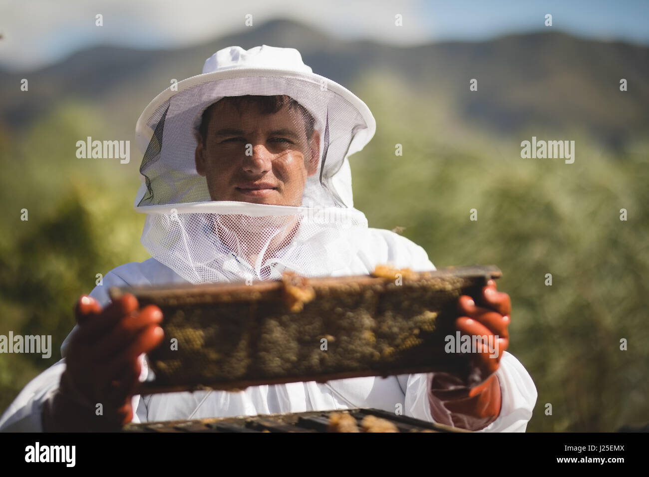 Portrait of male apiarist holding hive frame at apiary Stock Photo
