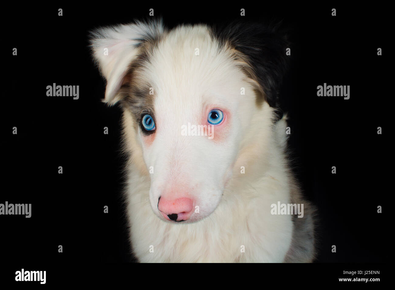 a beautiful blue merle dog having its photoshoot in the studio Stock Photo