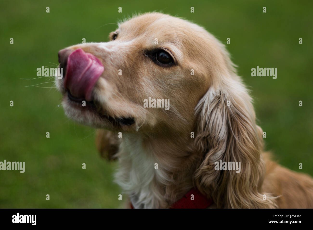 A beautiful springer spaniel licking its tounge Stock Photo