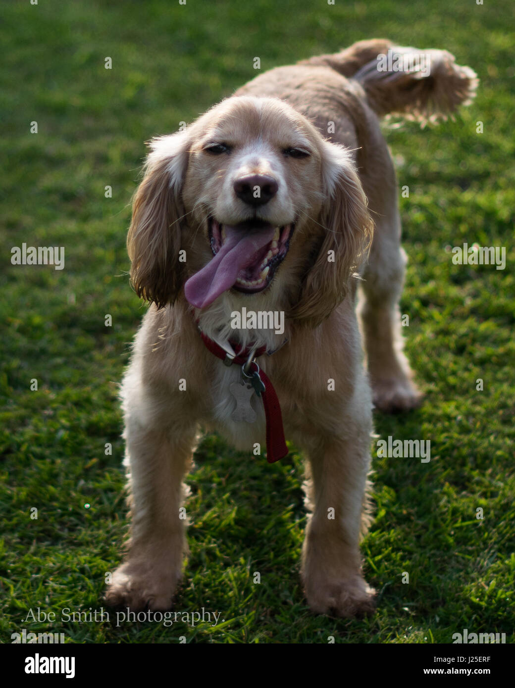 A Beautiful Springer Spaniel Playing In The Sun Stock Photo