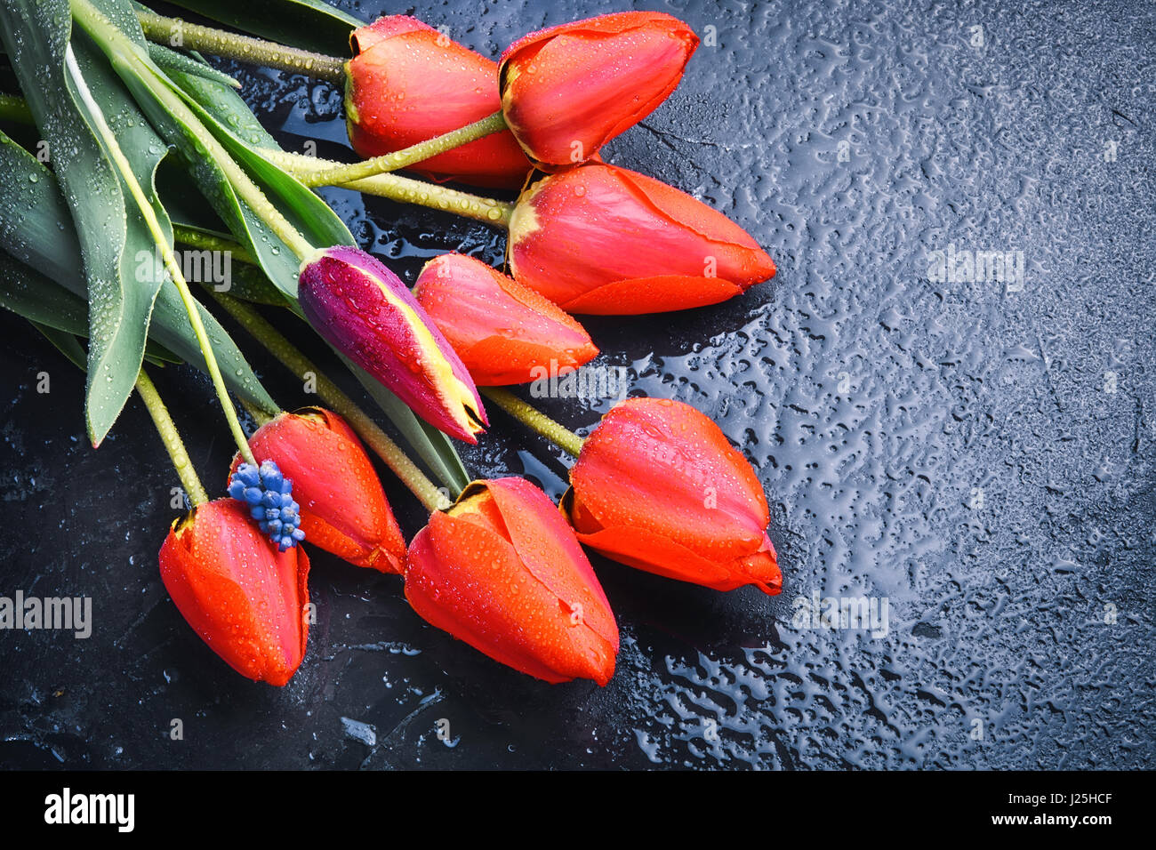 beautiful bouquet red tulips on blue background Stock Photo - Alamy
