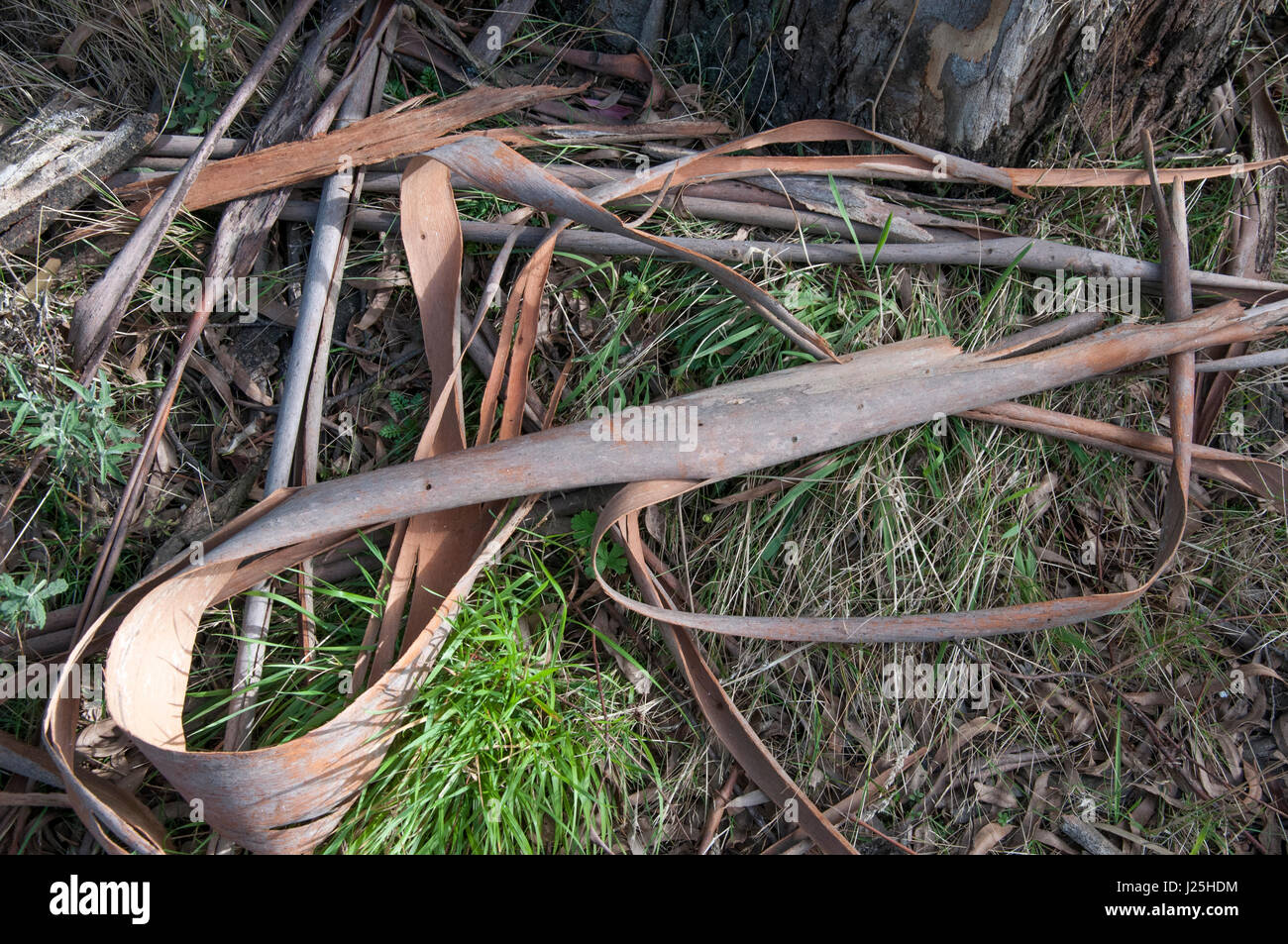 Tangled ribbons of mountain ash bark on Mt St Leonard, Yarra Ranges National Park, Toolangi, Victoria, Australia Stock Photo