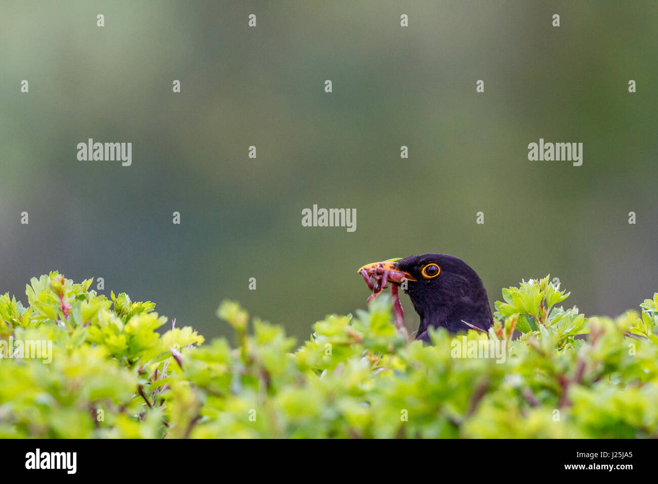 Wildlife: male blackbird (Turdus merula) semi-hidden in the hedgerow with beak full of worms to feed spring brood, Burley-in-Wharfedale, Yorkshire, UK Stock Photo