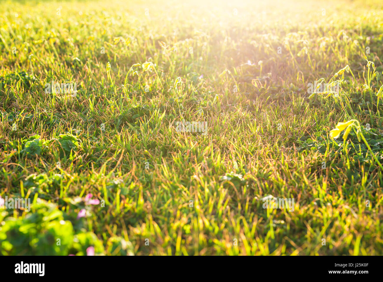 field of spring flowers and sunlight Stock Photo - Alamy