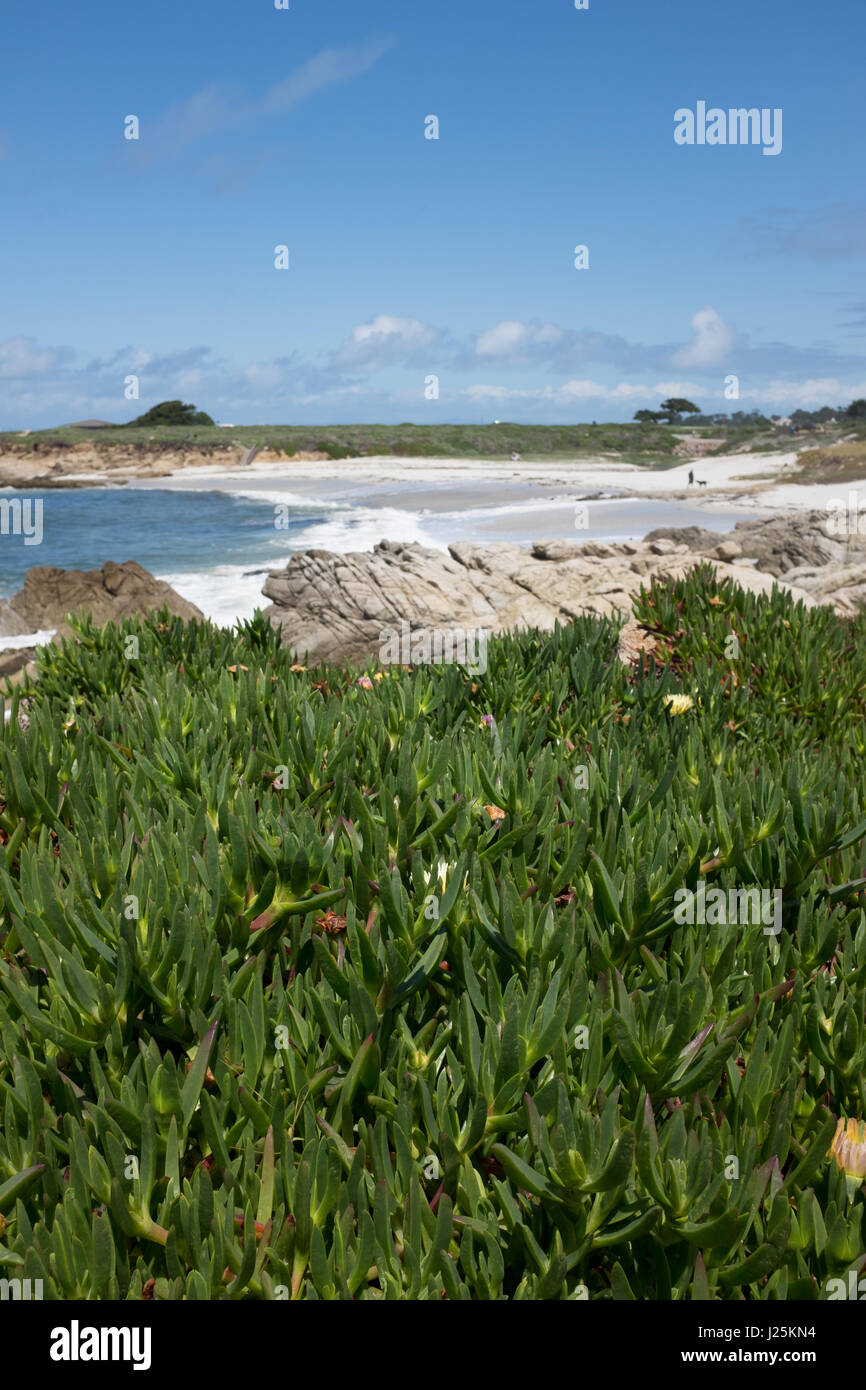17 Mile Drive Monterey California Stock Photo Alamy 17-mile-drive-monterey-california-stock-photo-alamy