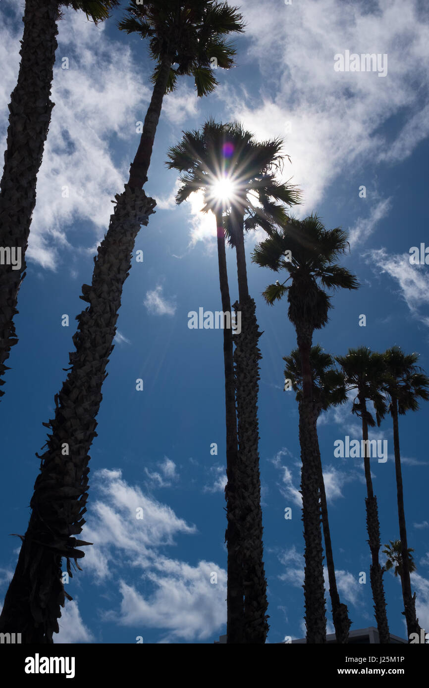 Palm trees backlit against blue california sky Stock Photo