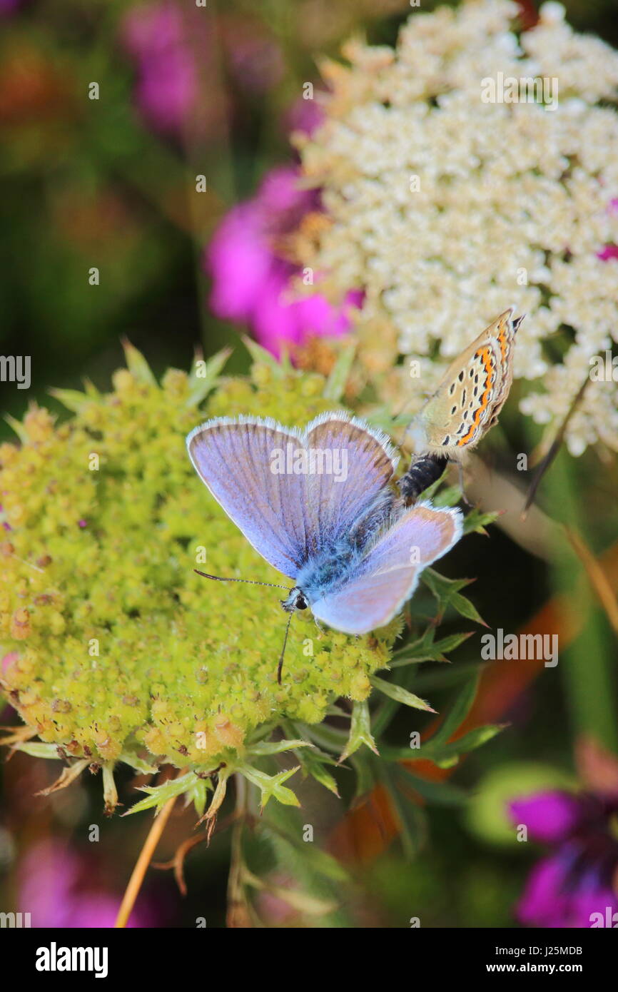 Common blue butterfly (Polyommatus icarus ) in Cornwall Stock Photo