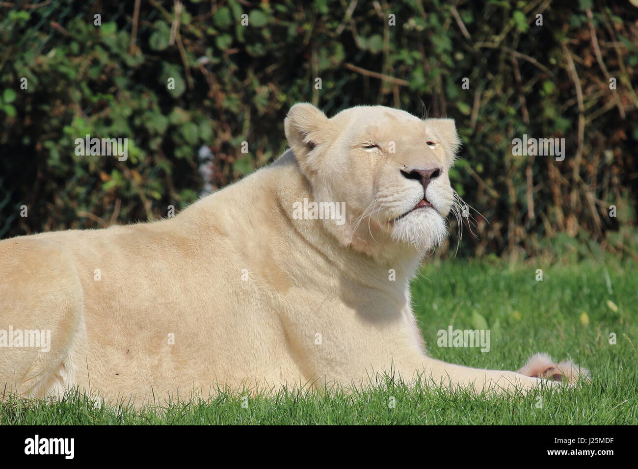 A white lion at West Midlands safari park;UK Stock Photo