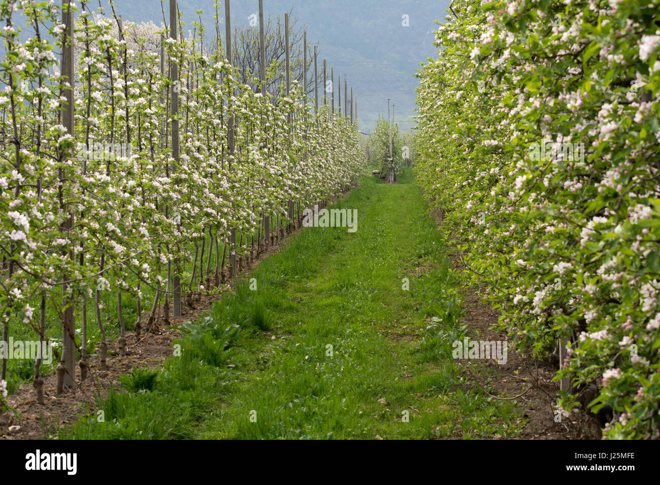 Apple blossoms in spring. Spring flowering of the field of apples Stock Photo