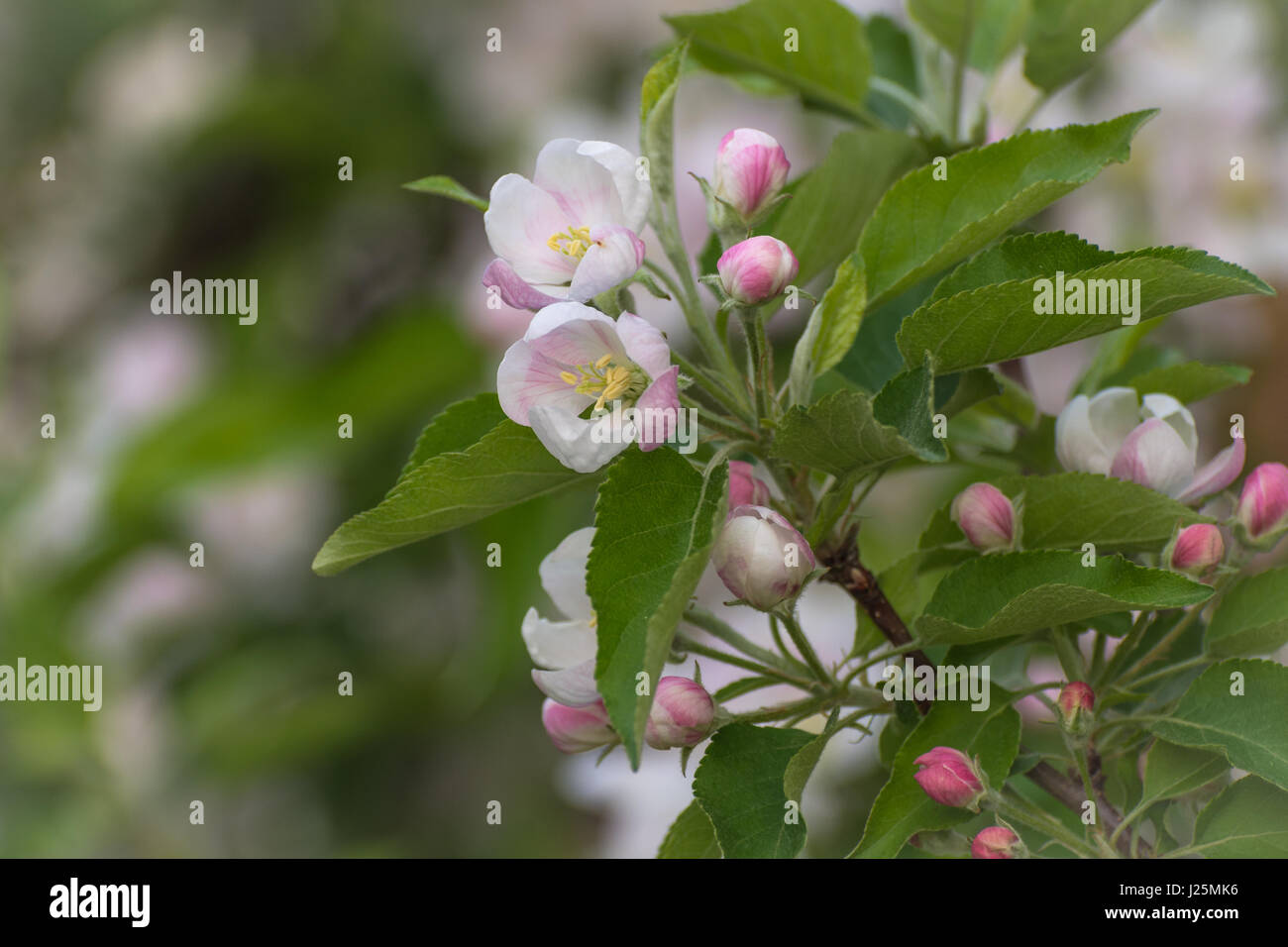 Apple blossoms in spring. Spring flowering of the field of apples Stock