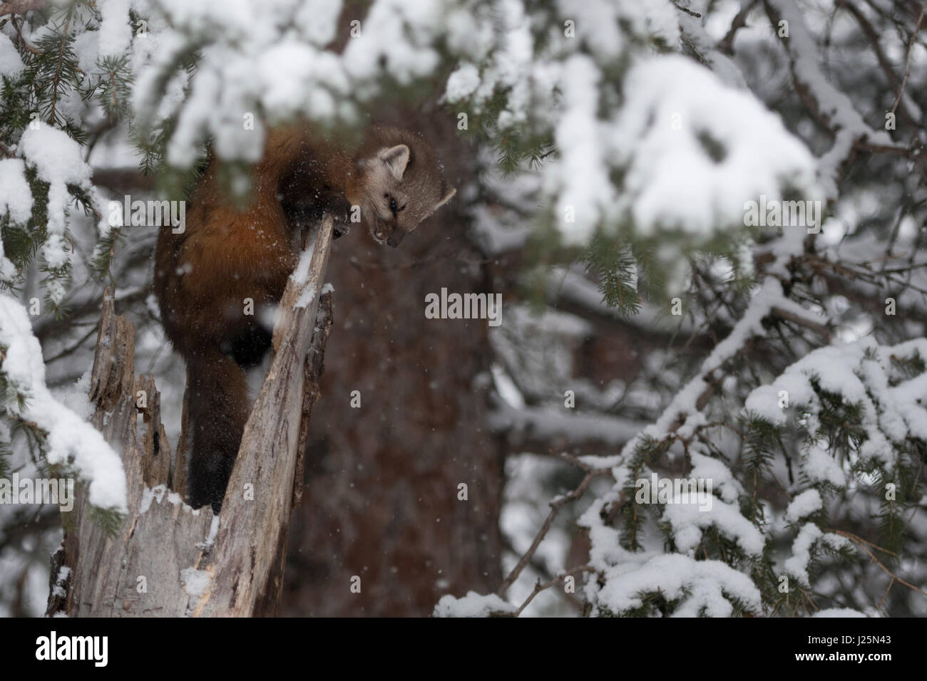 American Pine Marten / Baummarder ( Martes americana ) in winter, curious, funny, climbing on an old broken tree in deep snow, Yellowstone NP, USA. Stock Photo