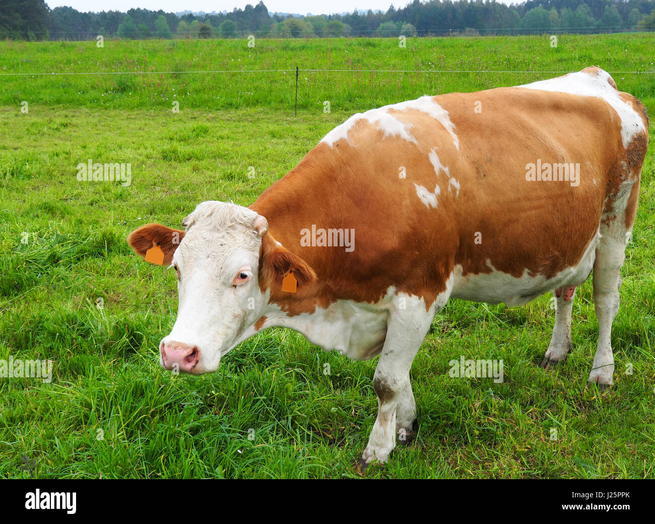 View of a brown and white cow grazing in the field Stock Photo - Alamy