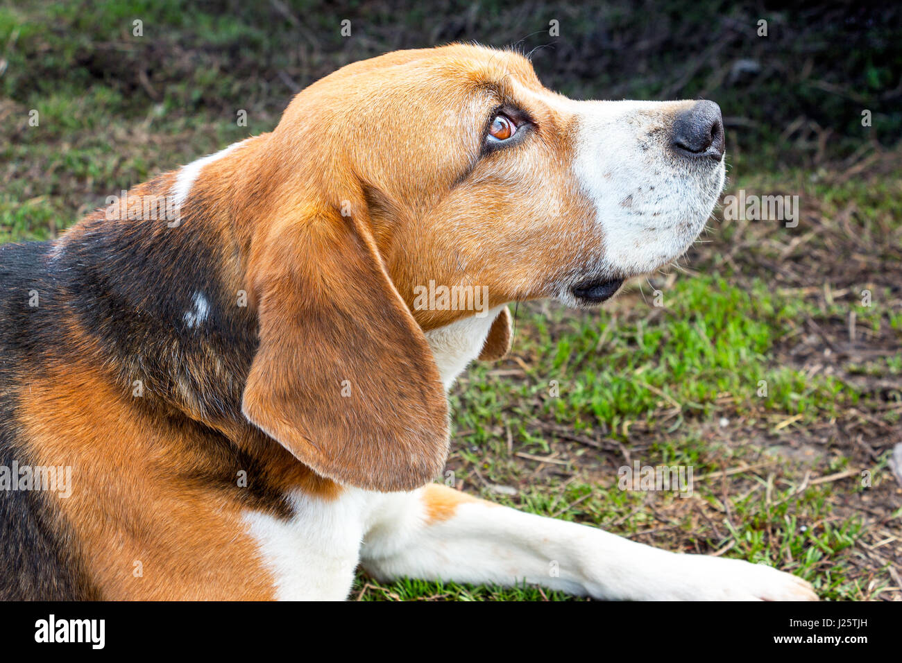 Dog's eyes Beagle Stock Photo Alamy