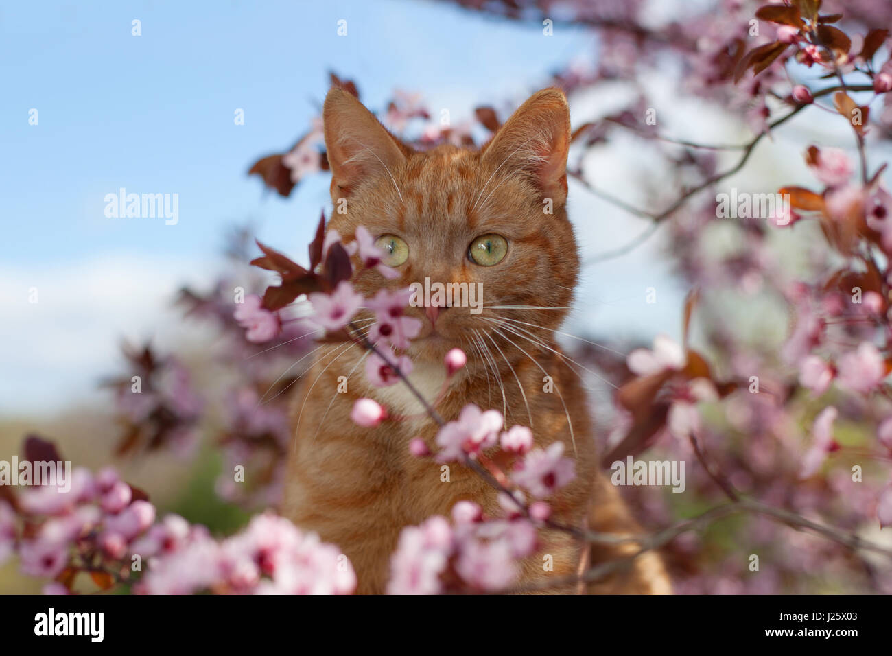 Red cat in flowers Stock Photo