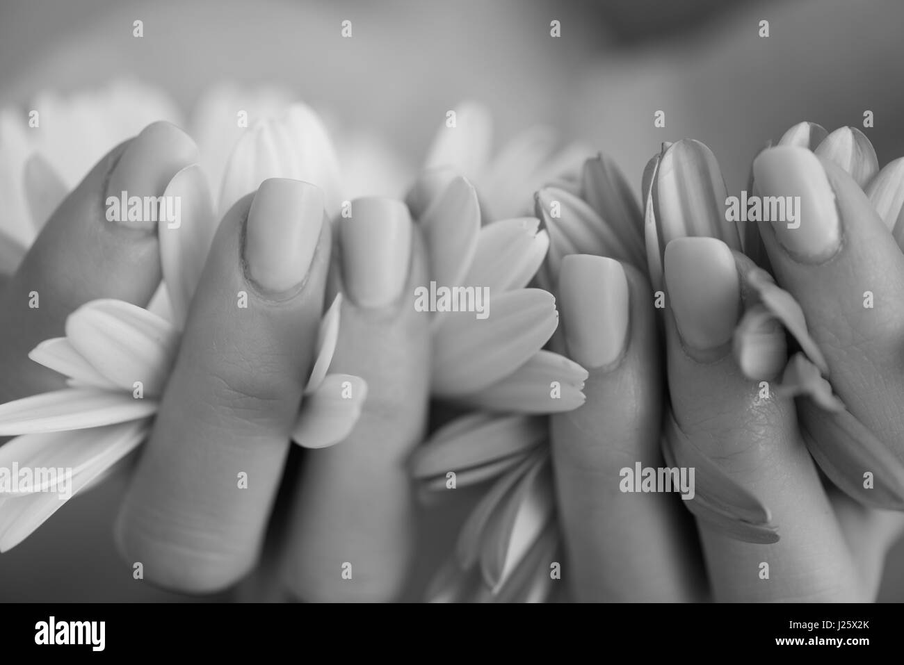 beauty delicate woman hands with manicure holding flower close up Stock Photo