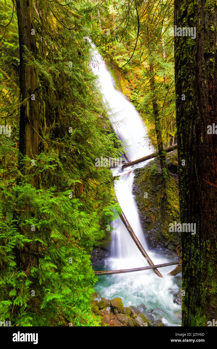Murhut Falls in the Hood Canal Ranger District on the east side of the Olympics, Washington state, Stock Photo