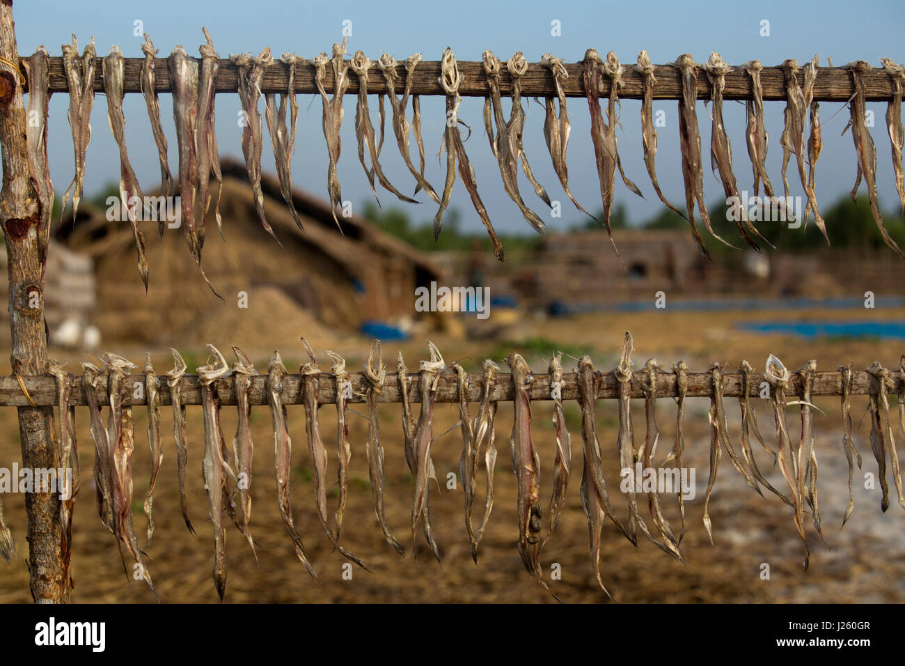 Dry fish processing plant at the Dublarchar in the Eastern Division of