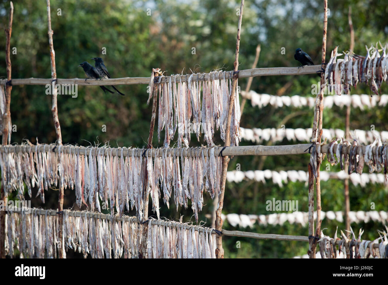 Dry fish processing plant at the Dublarchar in the Eastern Division of